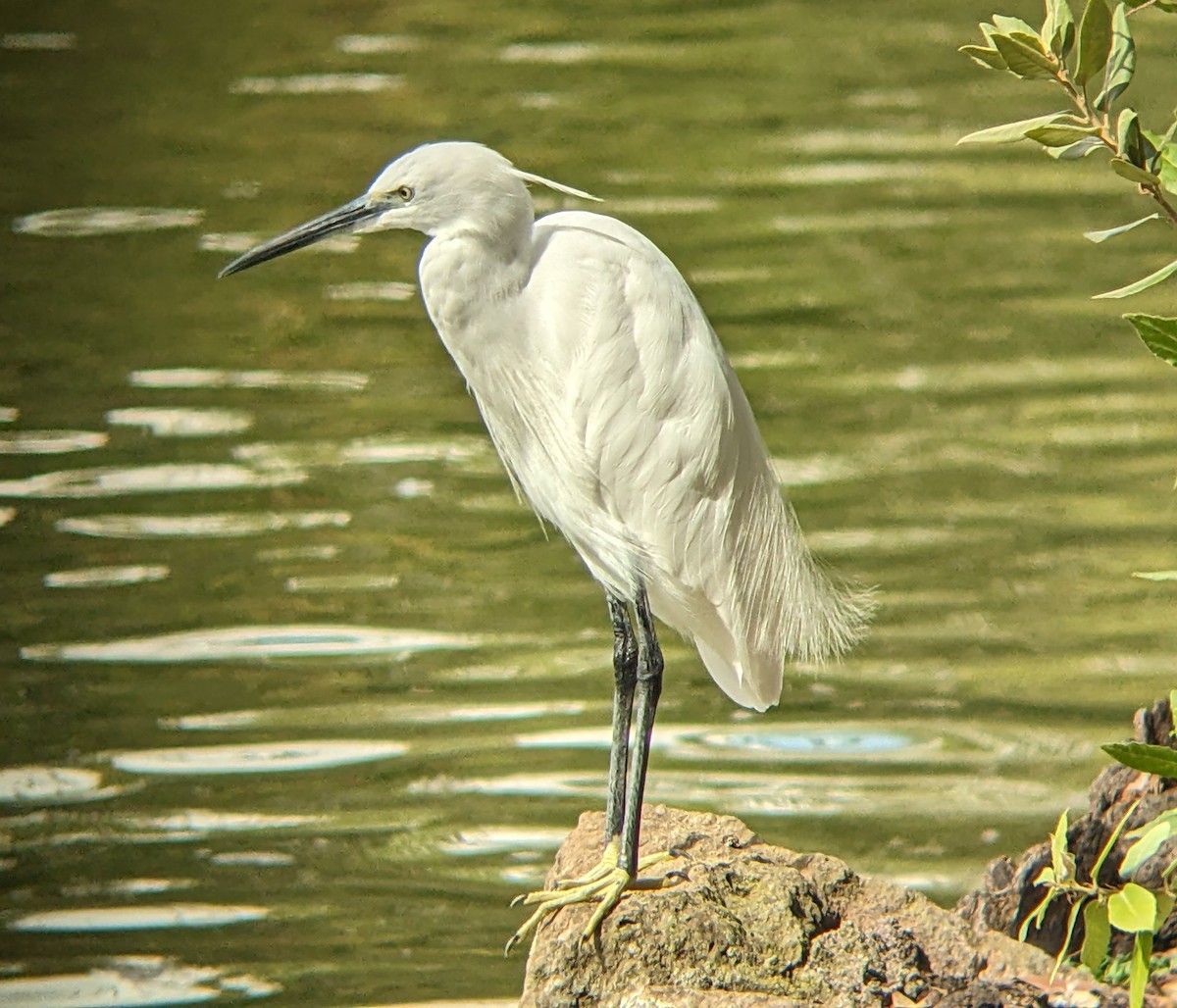 Little Egret - ML642480336