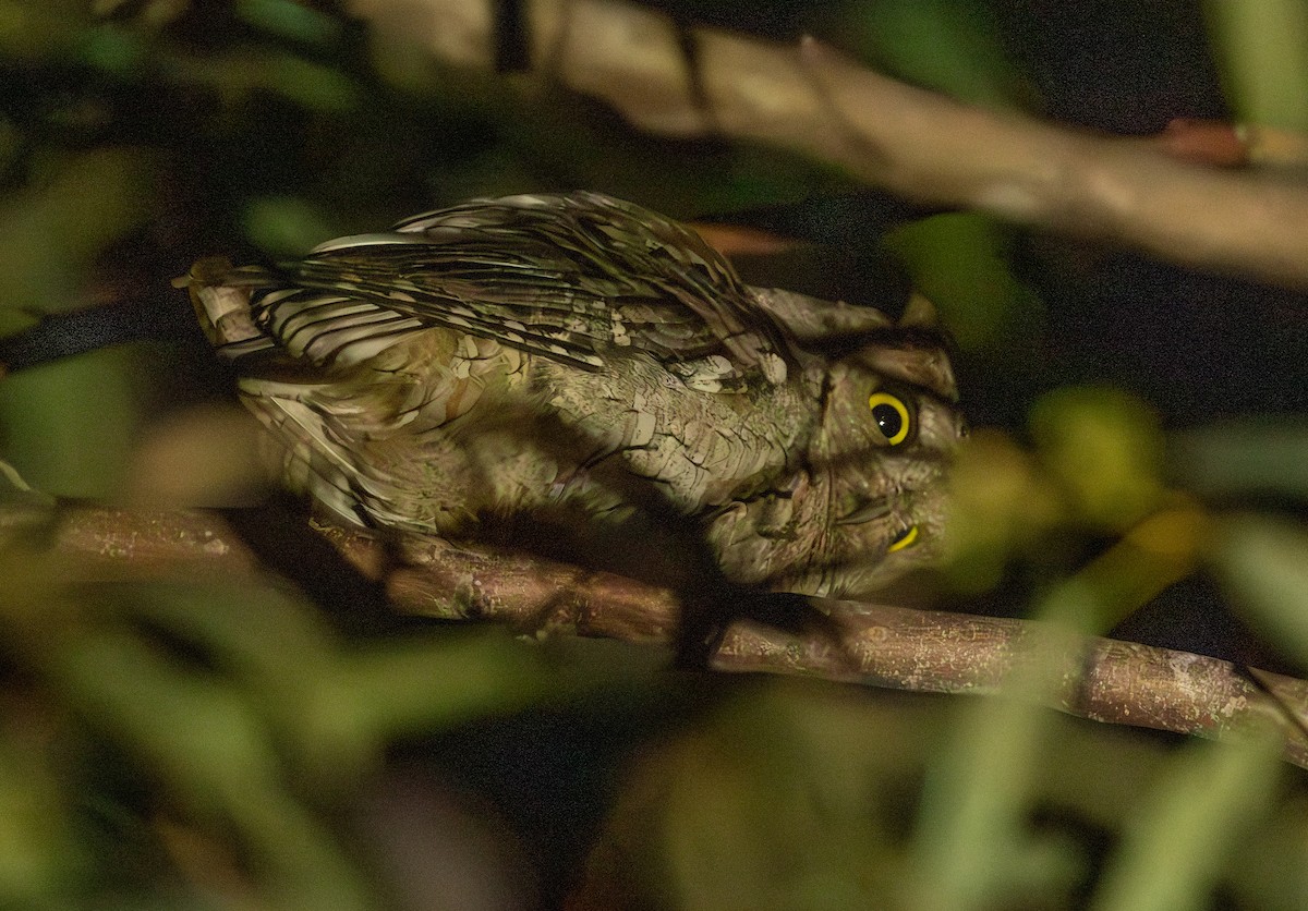 Eurasian Scops-Owl - ML642480341