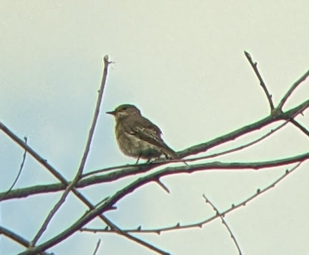 Spotted Flycatcher - ML642480347