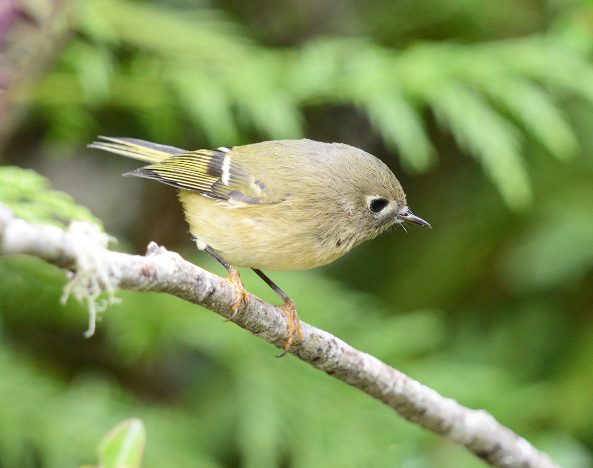 Ruby-crowned Kinglet - ML642480356