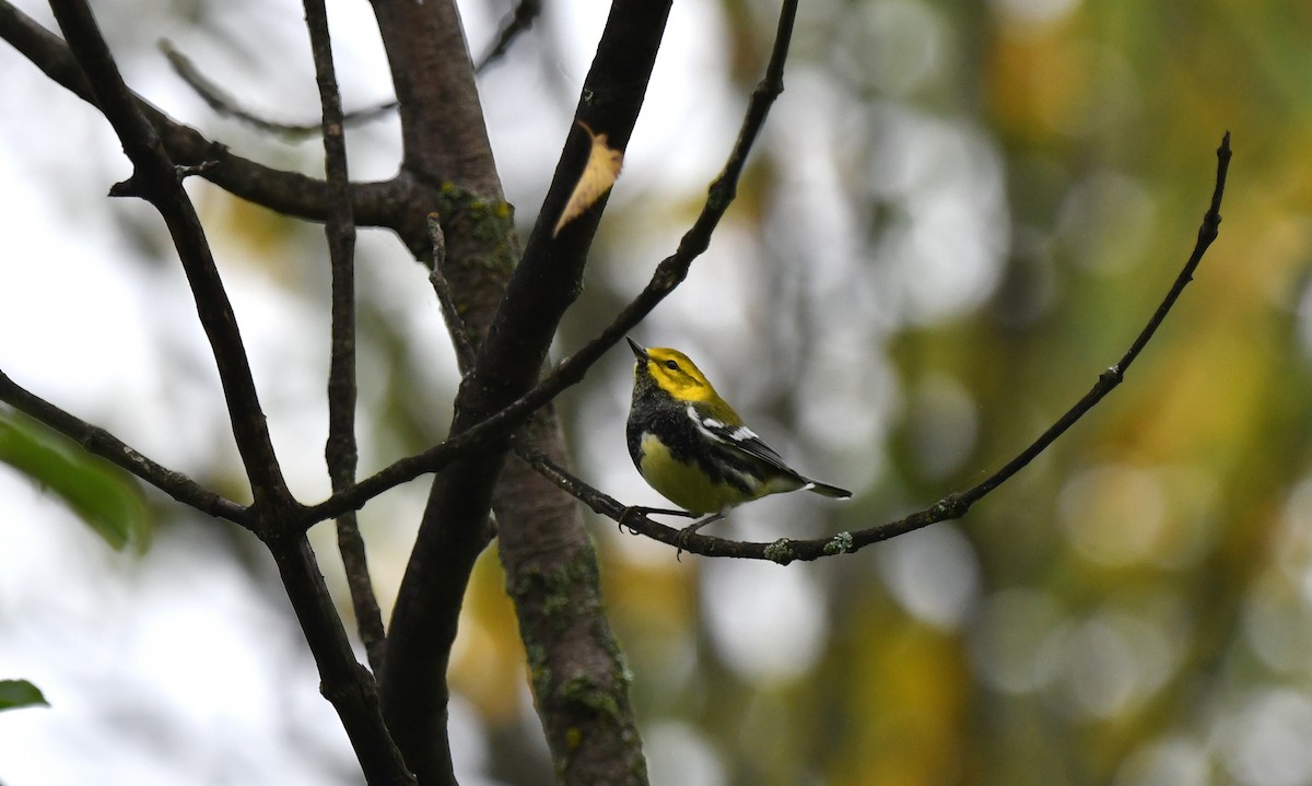 Black-throated Green Warbler - ML642480358