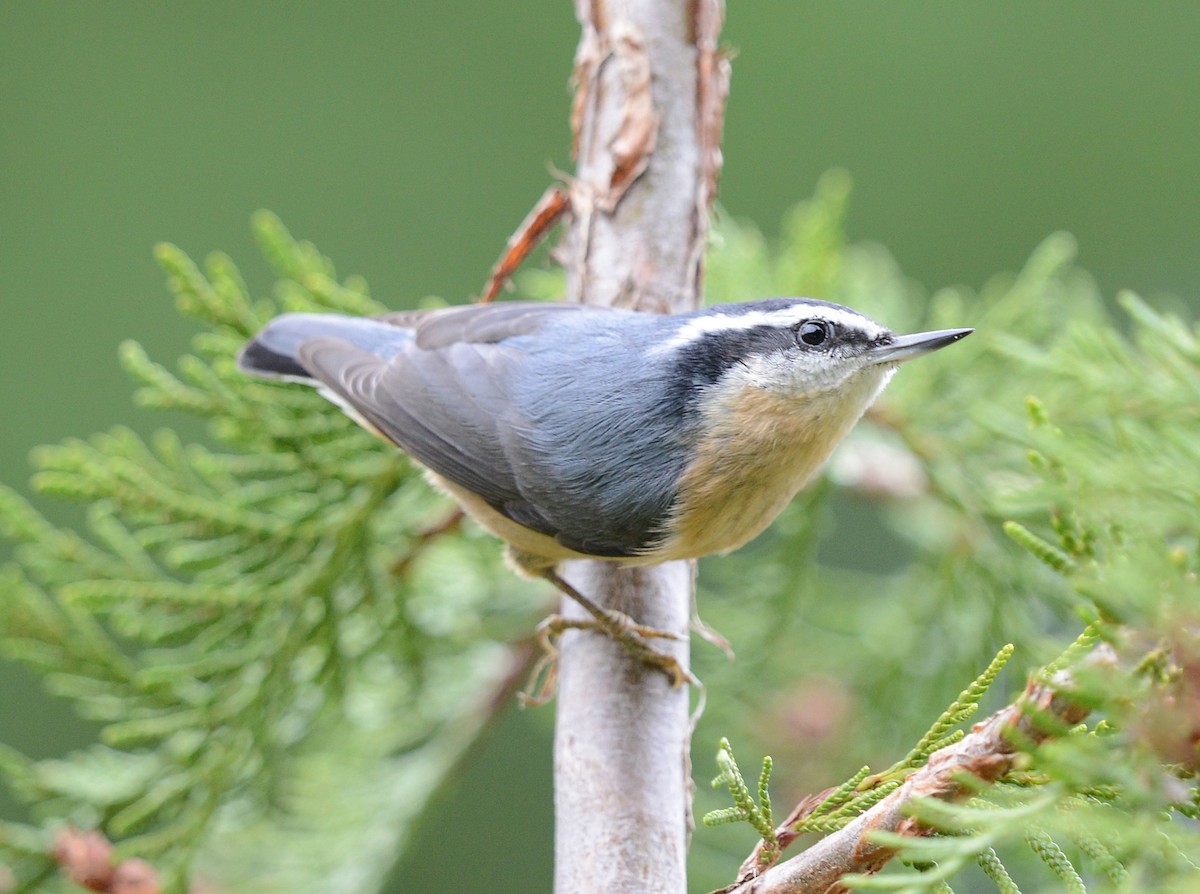 Red-breasted Nuthatch - ML642480368