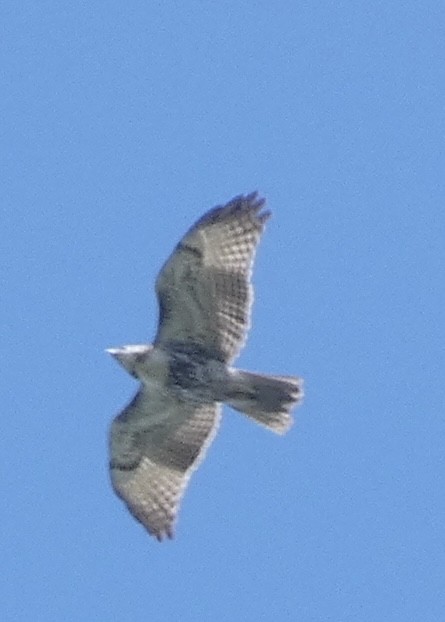 Red-tailed Hawk - ML642480375