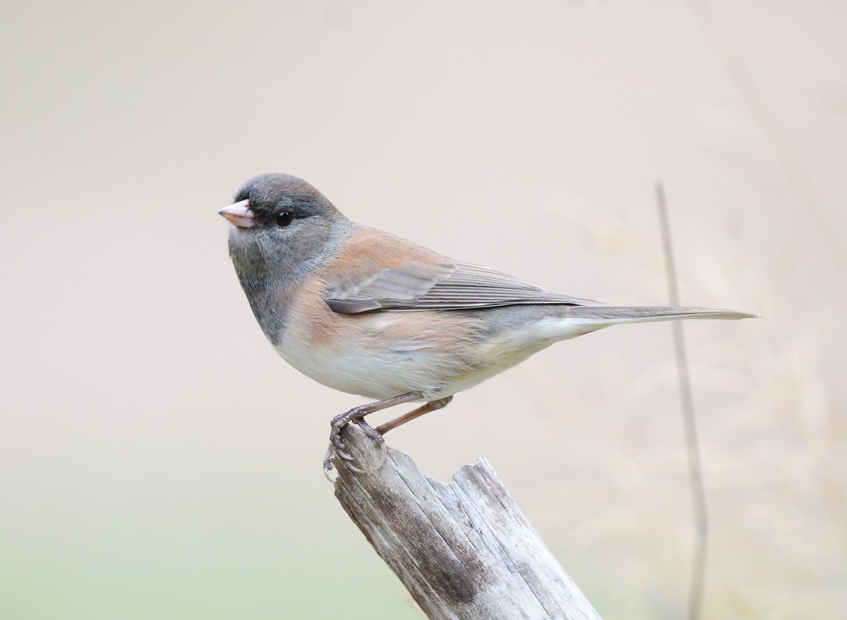 Dark-eyed Junco - ML642480380