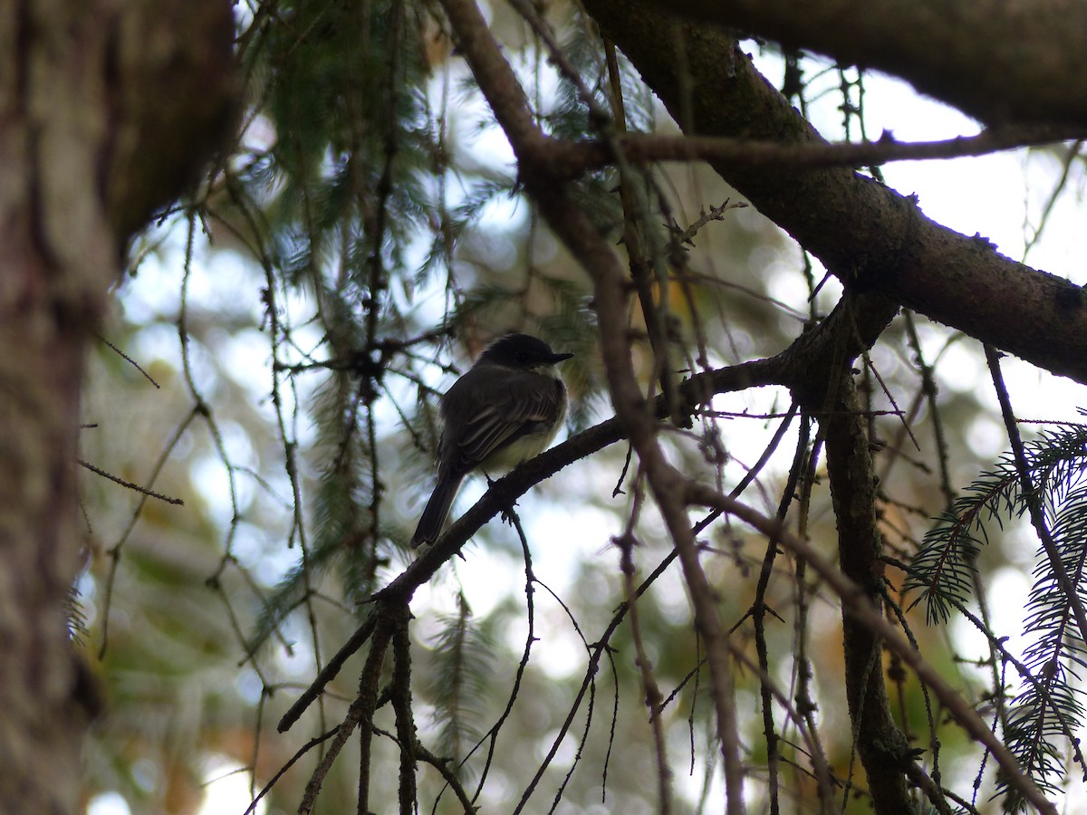 Eastern Phoebe - ML642480391