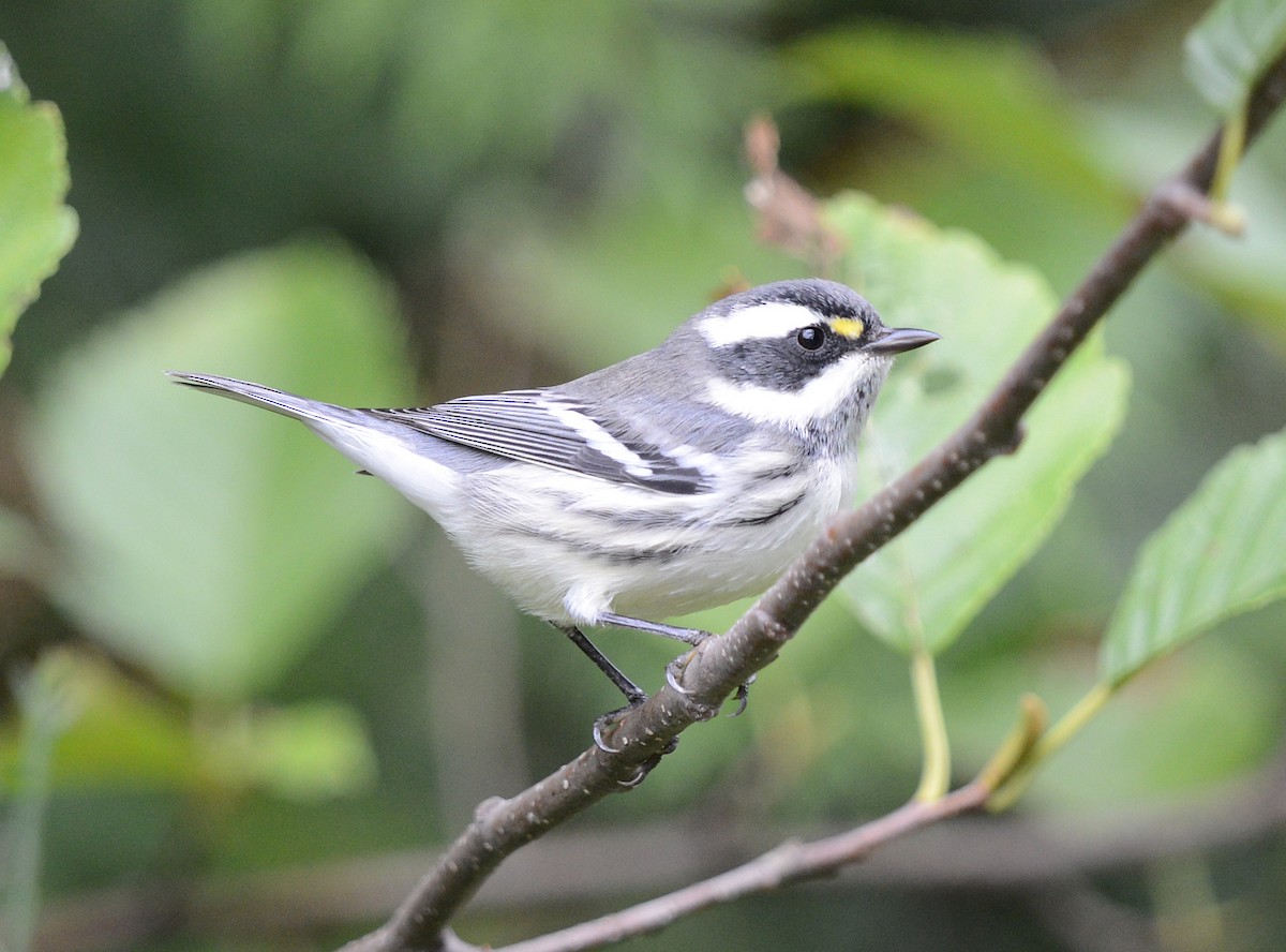 Black-throated Gray Warbler - ML642480392
