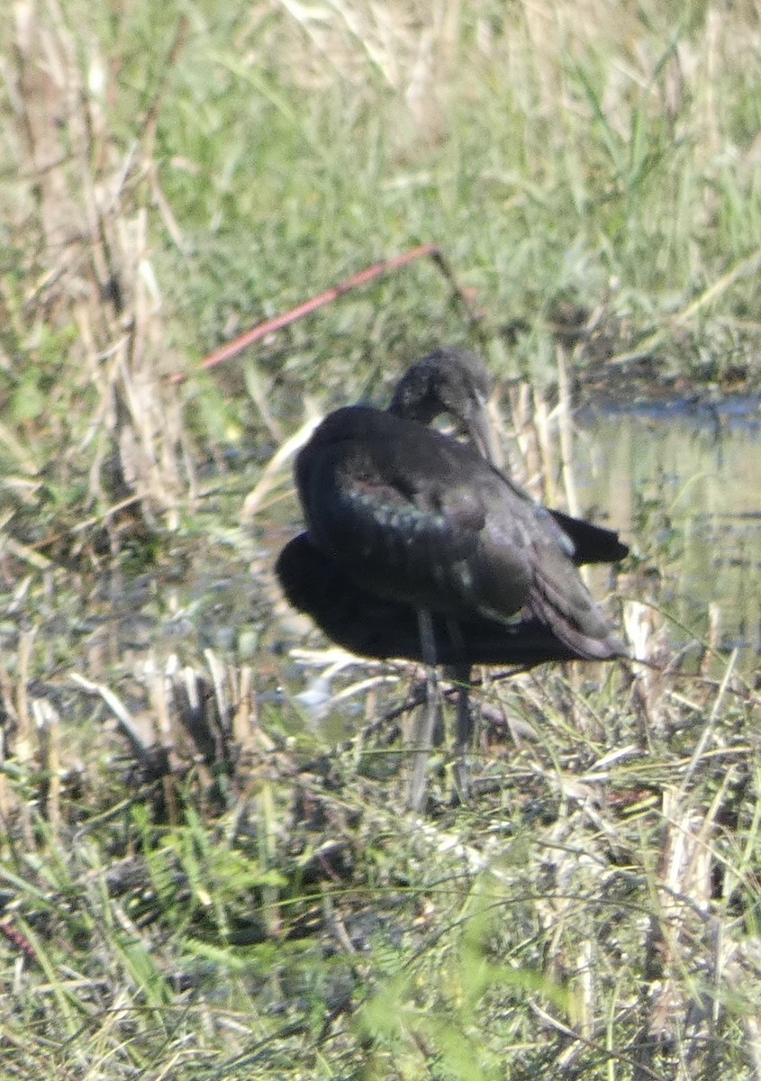 Glossy Ibis - ML642480393