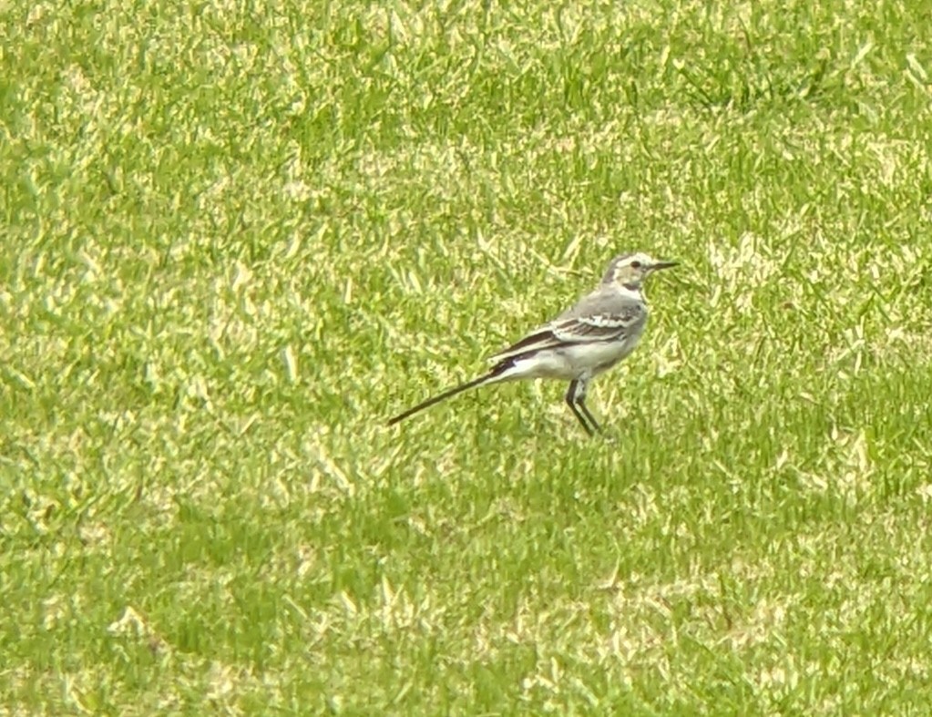White Wagtail - ML642480398