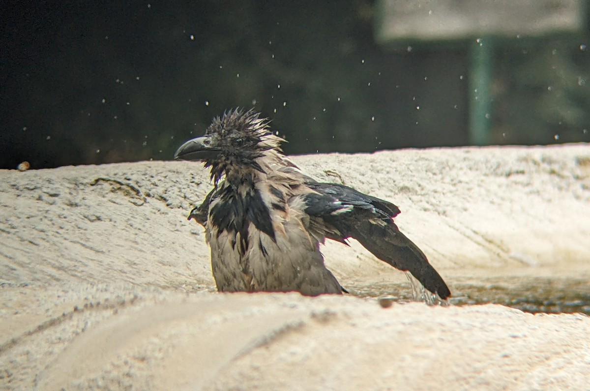 Hooded Crow - ML642480406