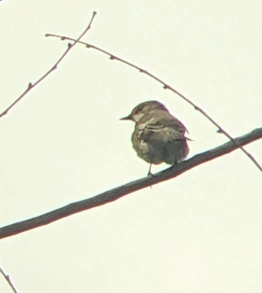 Spotted Flycatcher - ML642480412