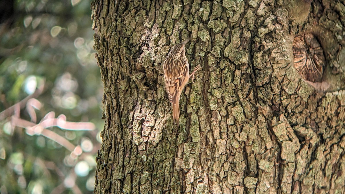Short-toed Treecreeper - ML642480415