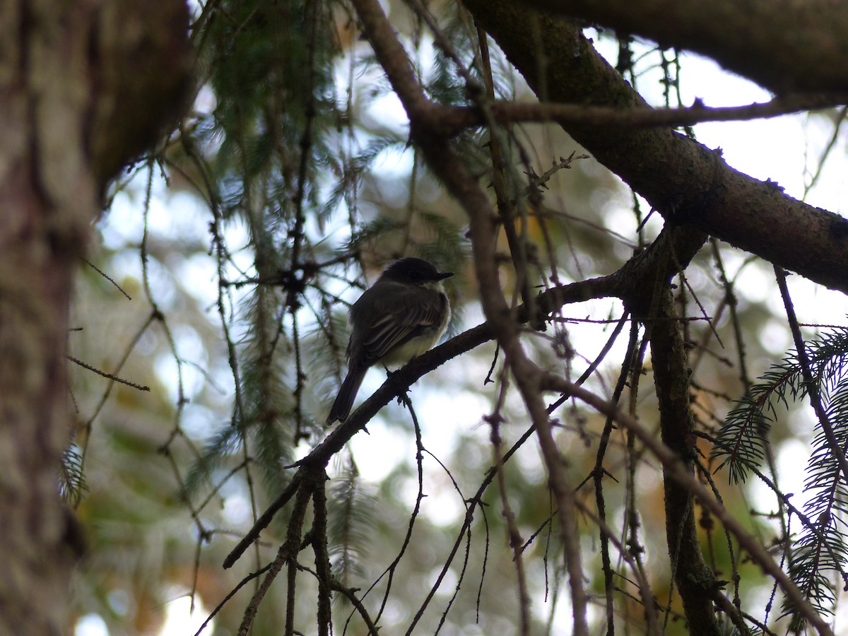 Eastern Phoebe - ML642480422
