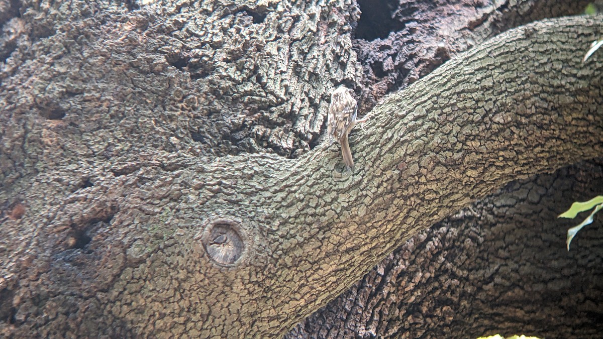 Short-toed Treecreeper - ML642480423