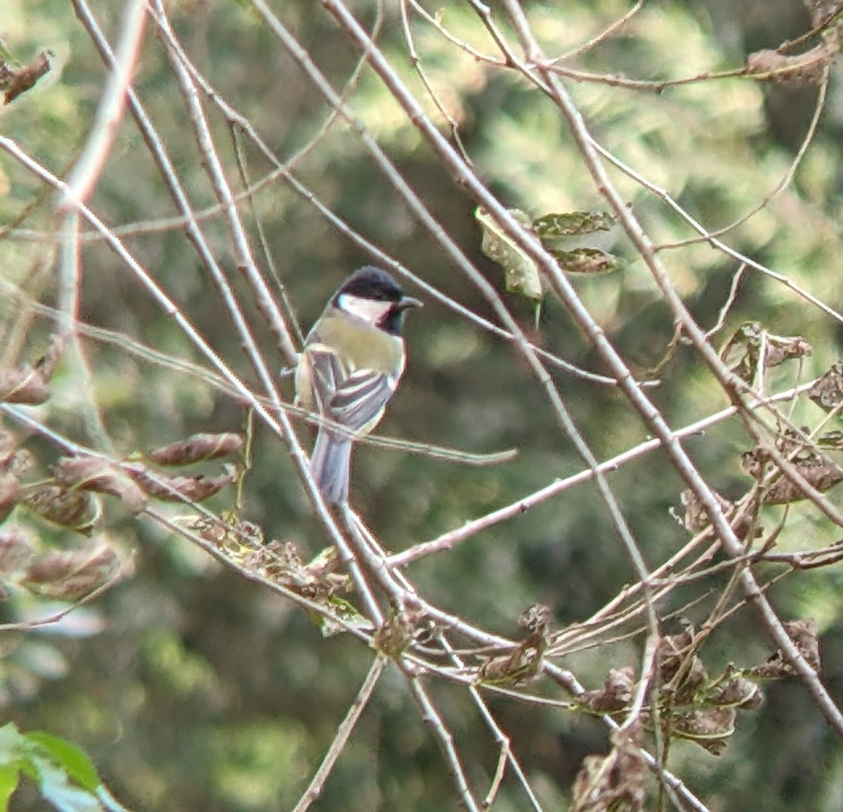 Great Tit - ML642480432