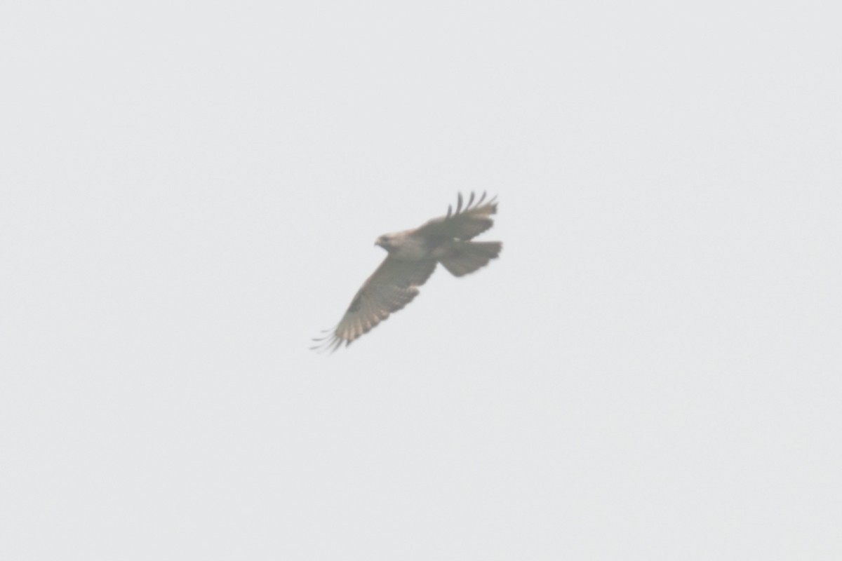 Eastern Buzzard - ML642480442