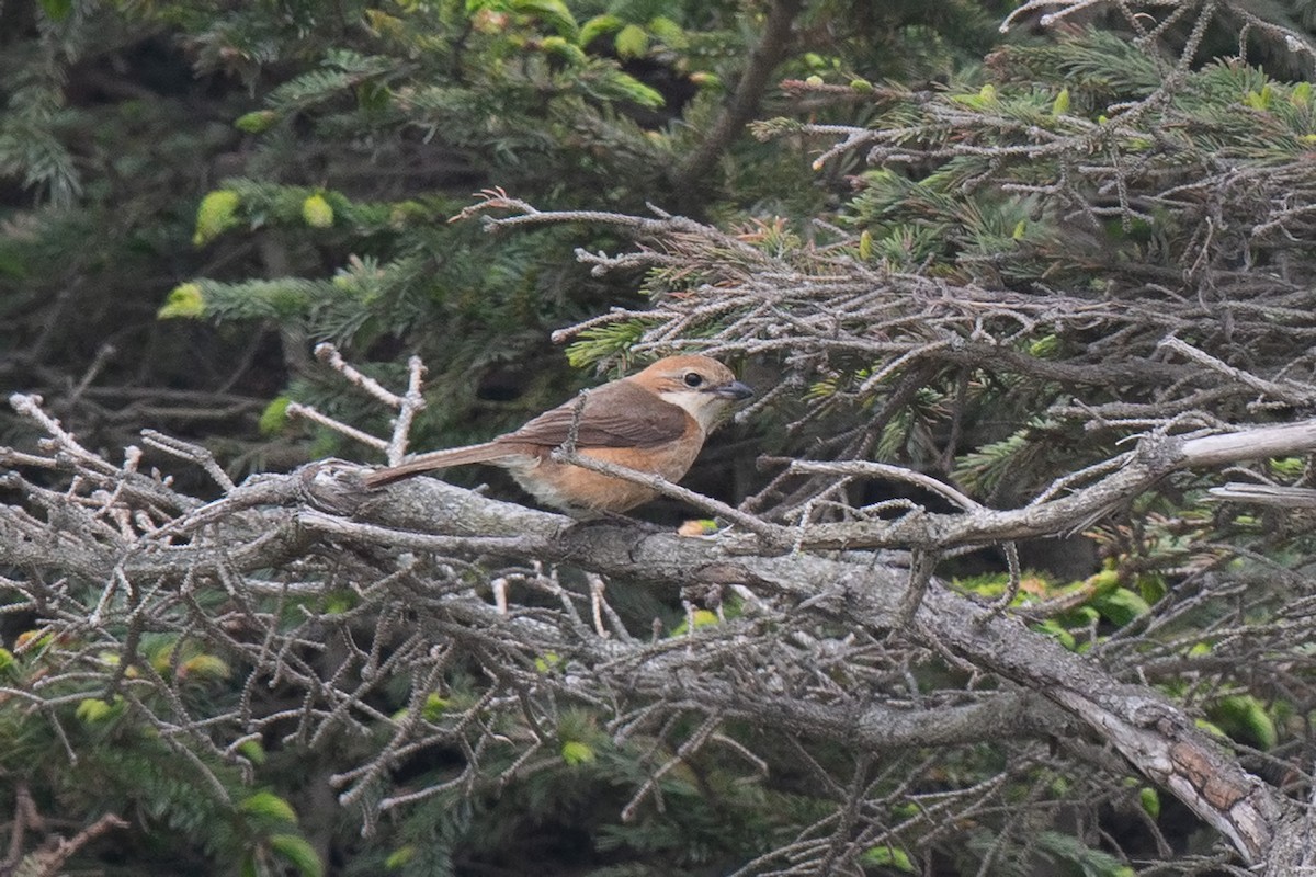 Bull-headed Shrike - ML642480446