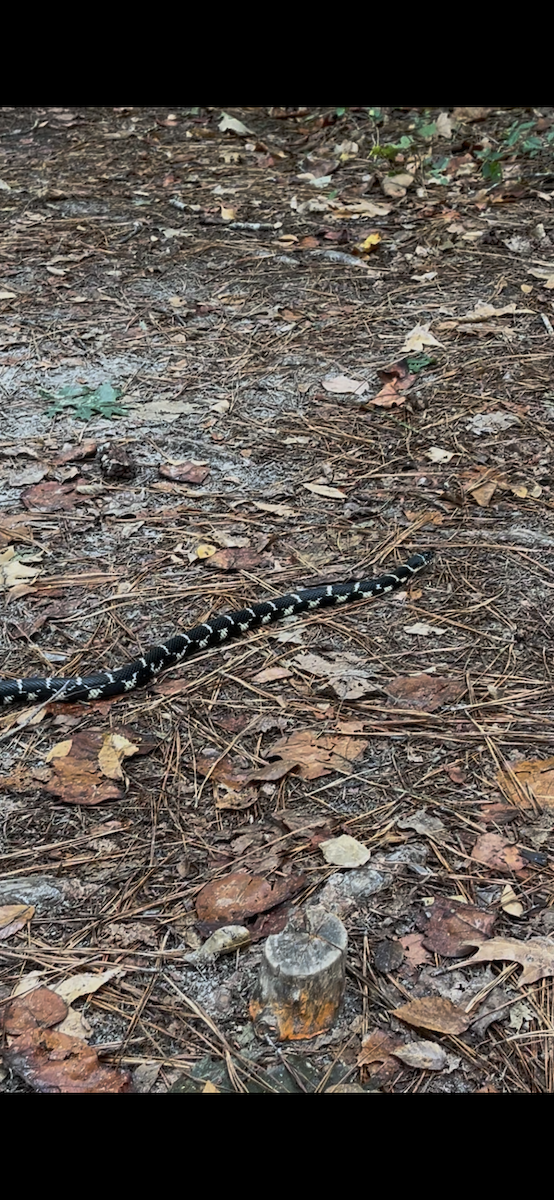 Eastern Kingsnake - ML642480454