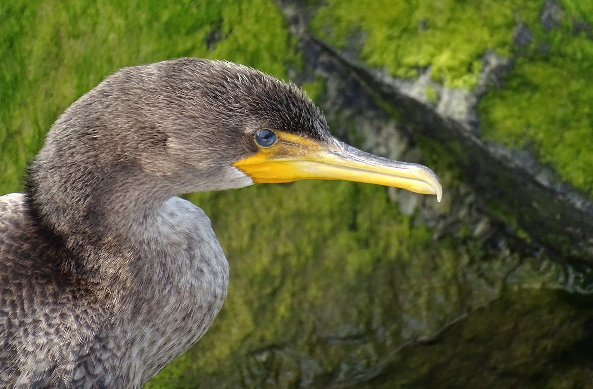 Double-crested Cormorant - ML642480456
