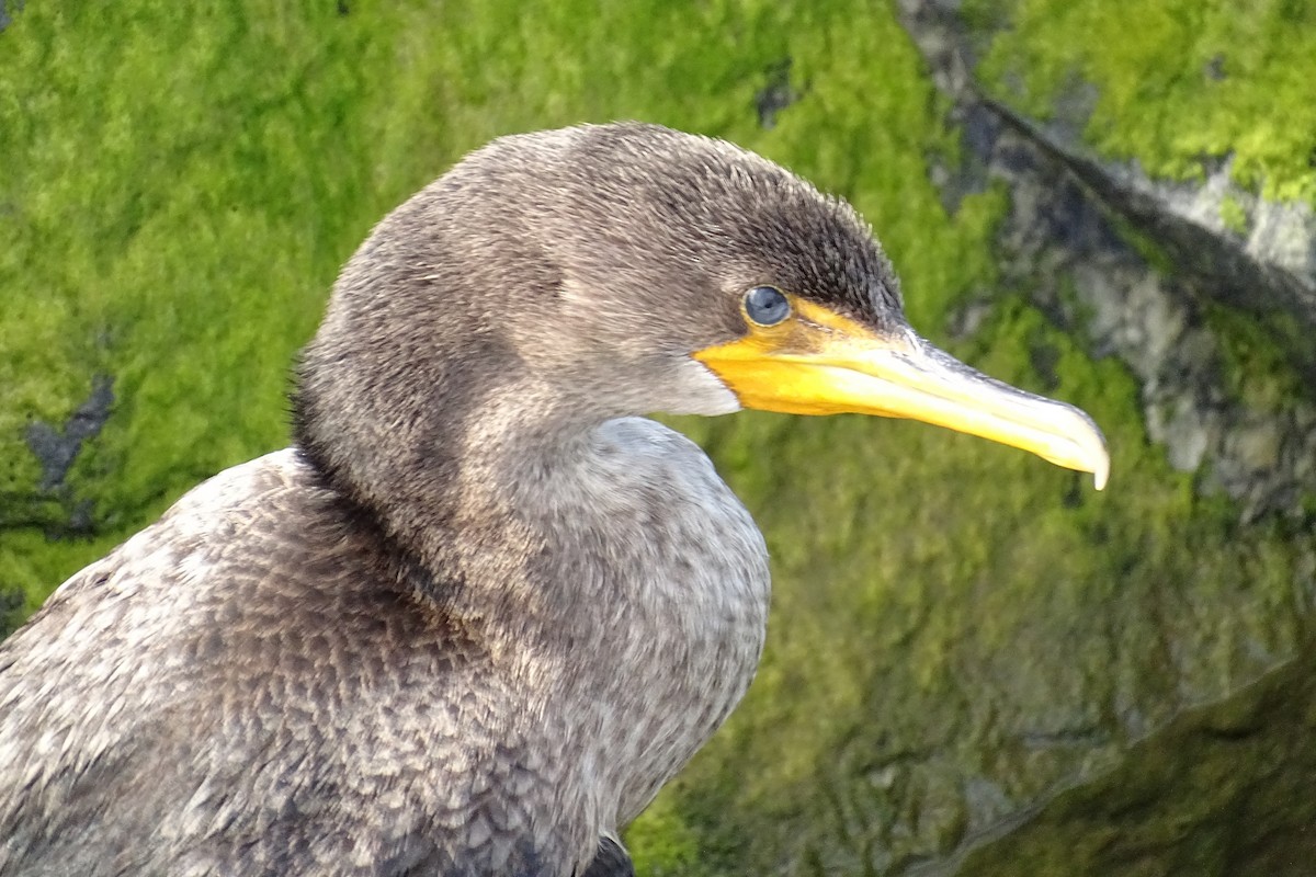 Double-crested Cormorant - ML642480457