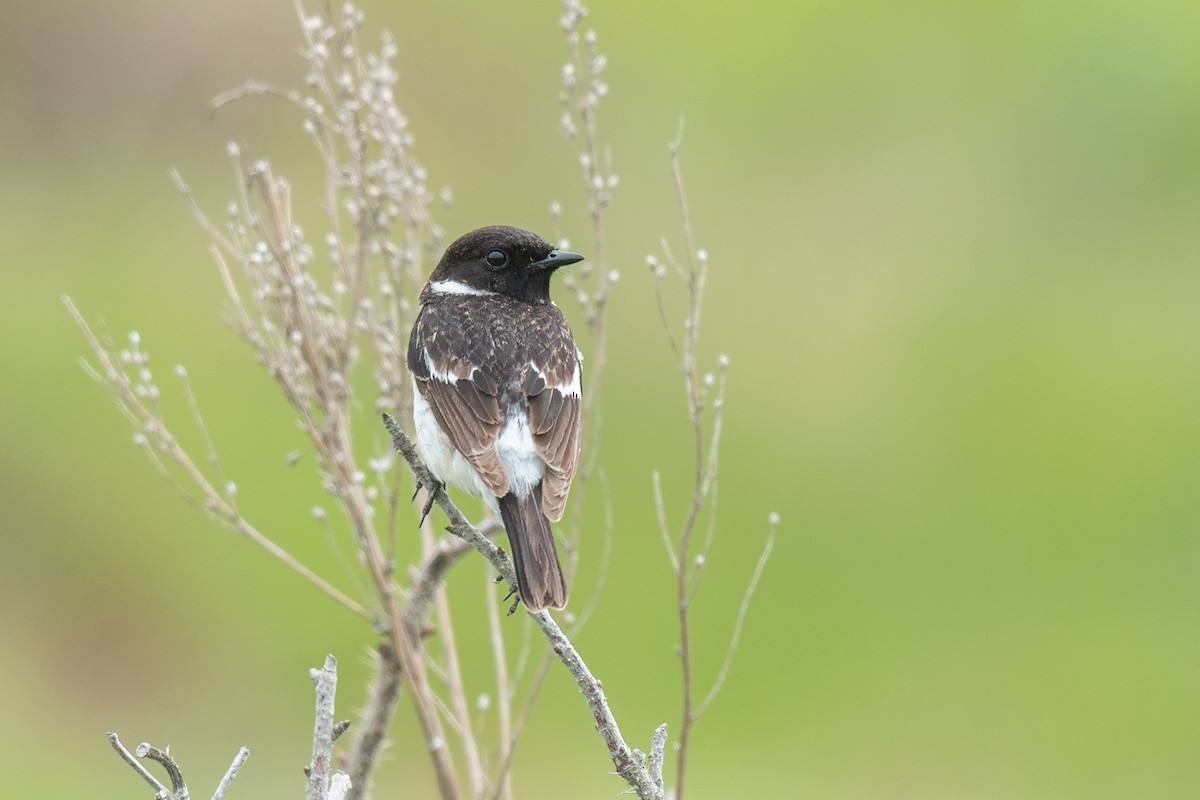 Amur Stonechat - ML642480458