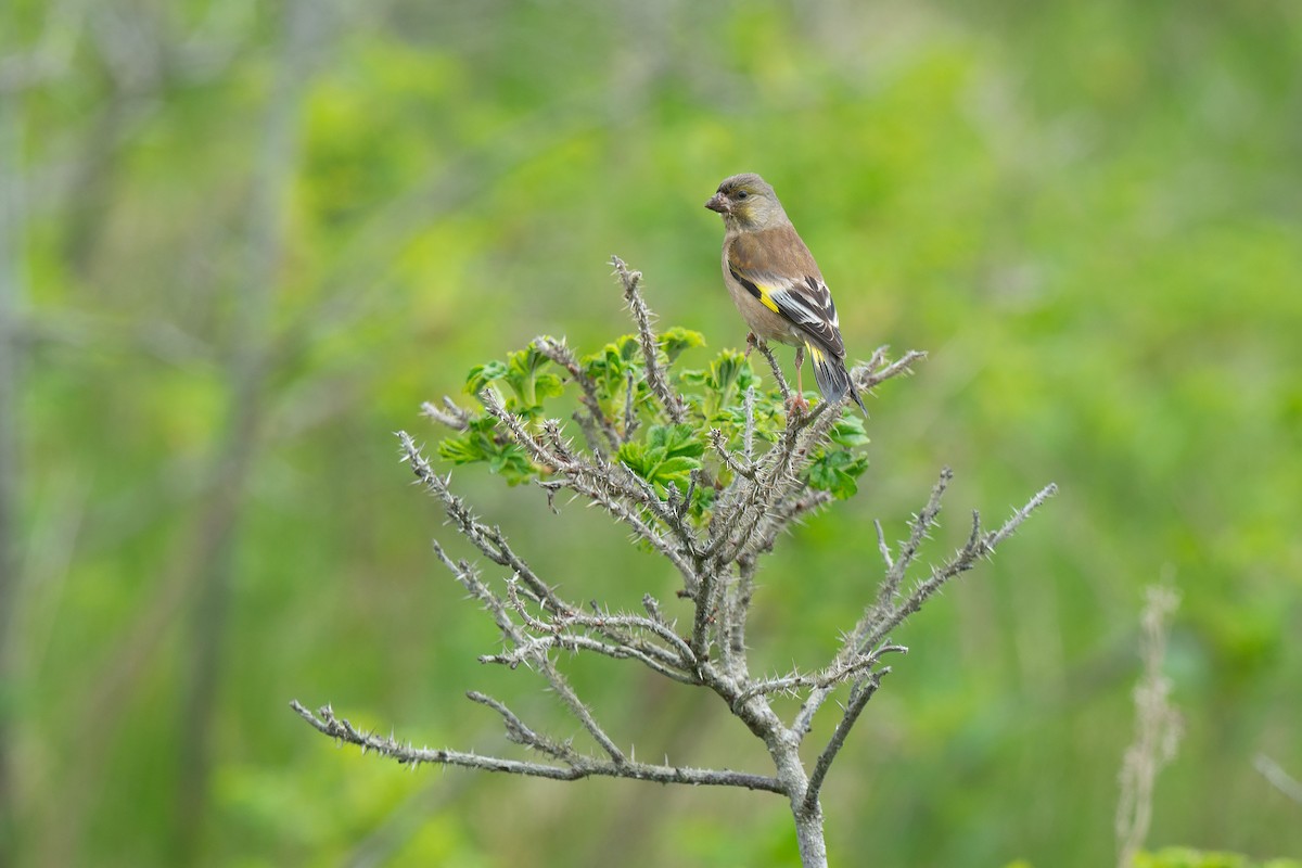Oriental Greenfinch - ML642480461