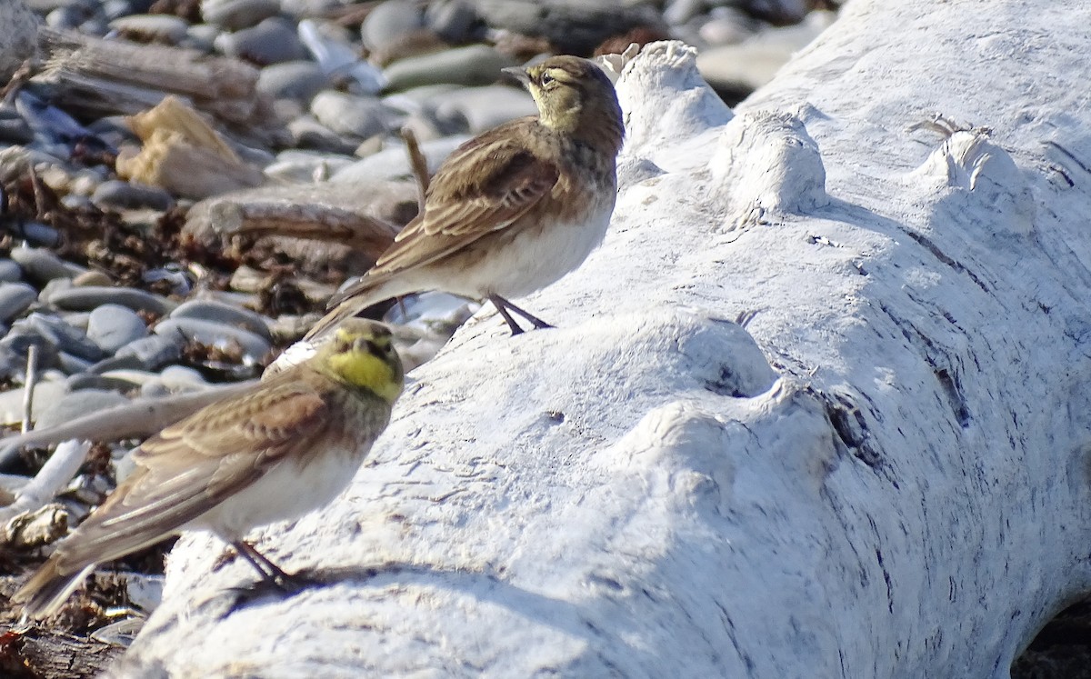 Horned Lark - ML642480462