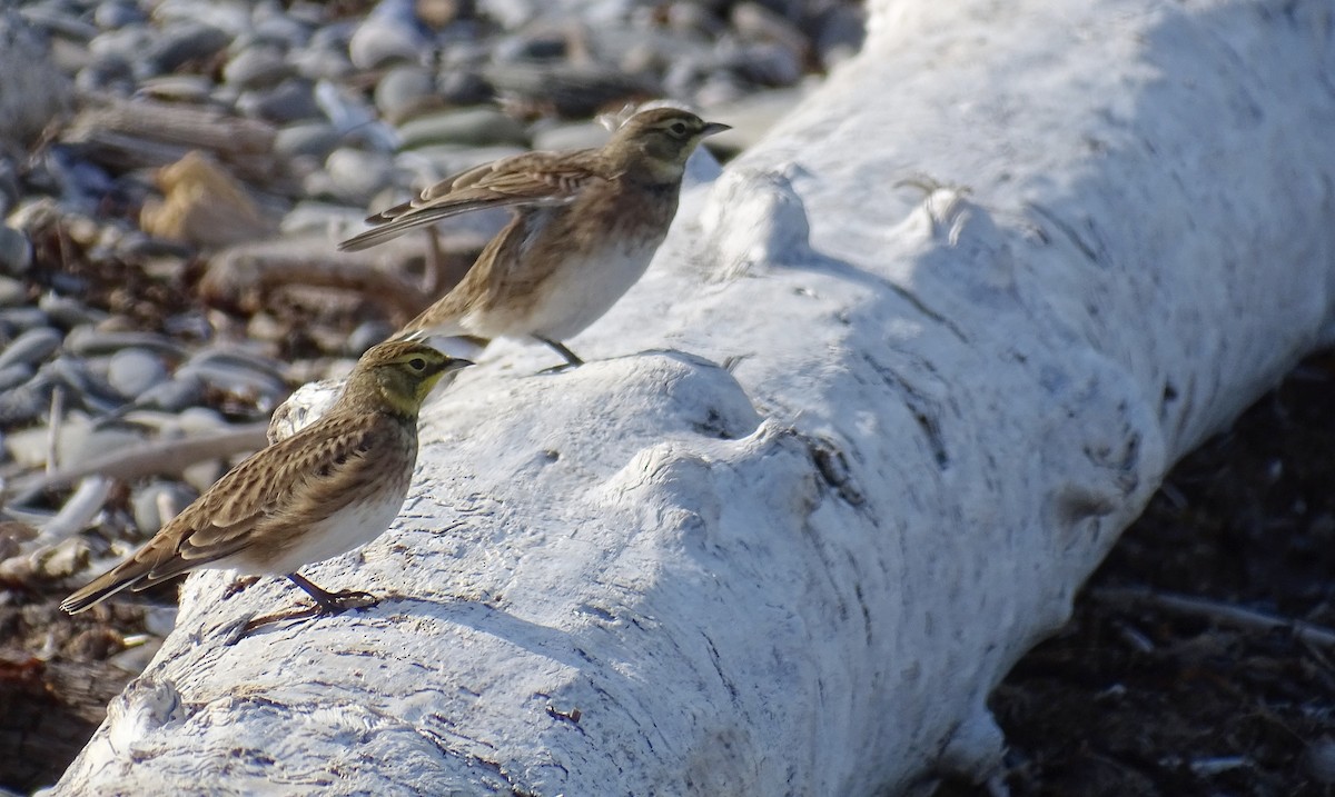 Horned Lark - ML642480464