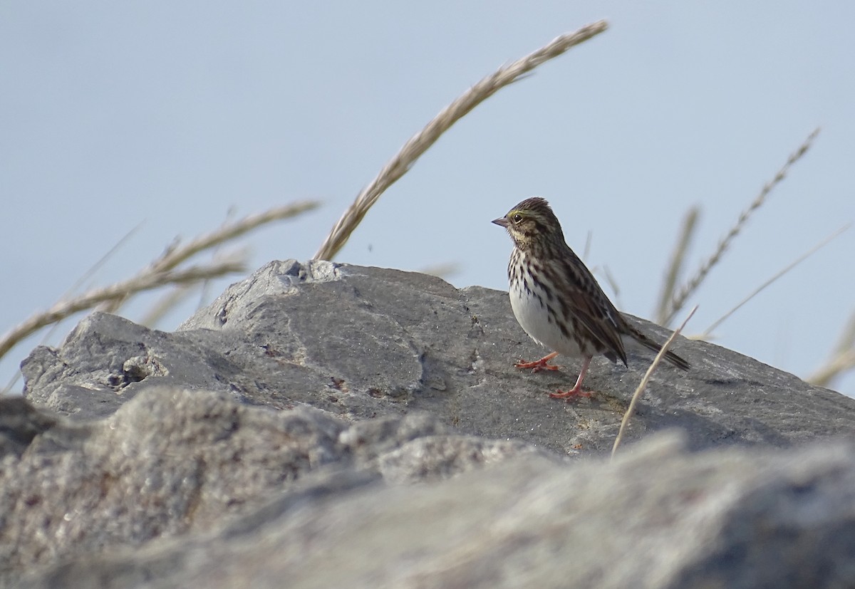 Savannah Sparrow - ML642480473