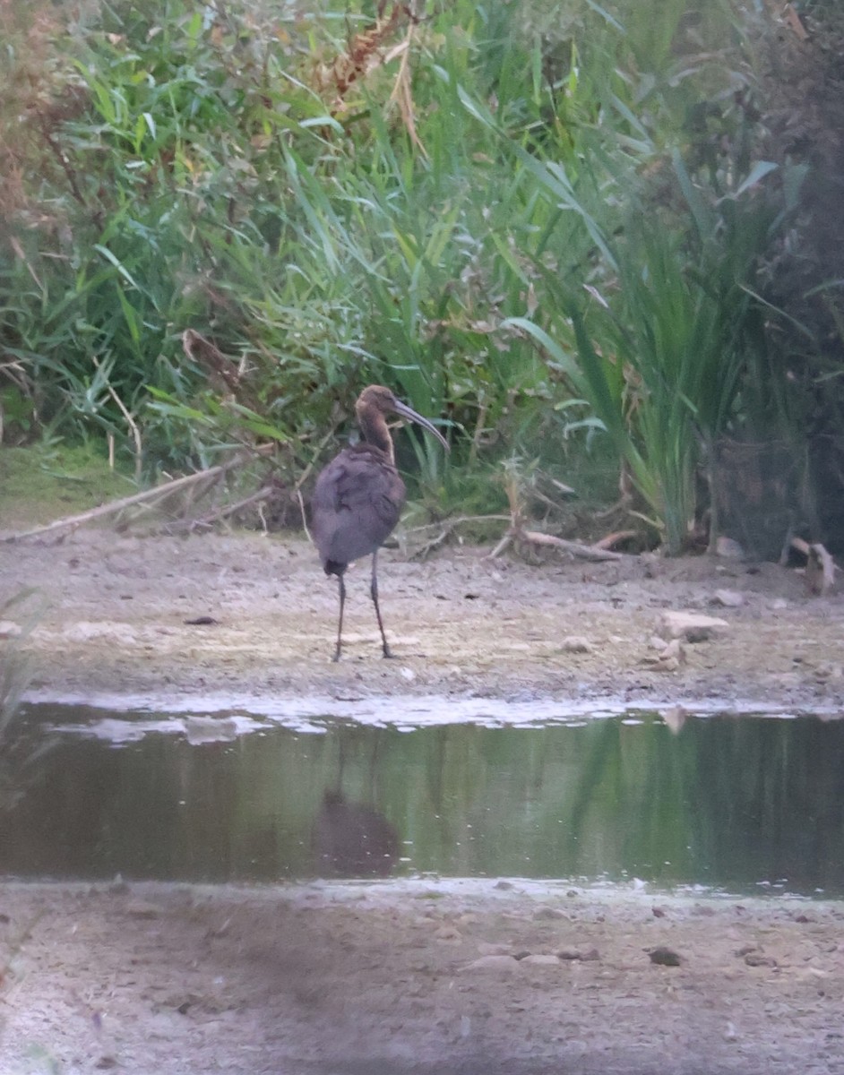 Ibis falcinelle - ML642480479