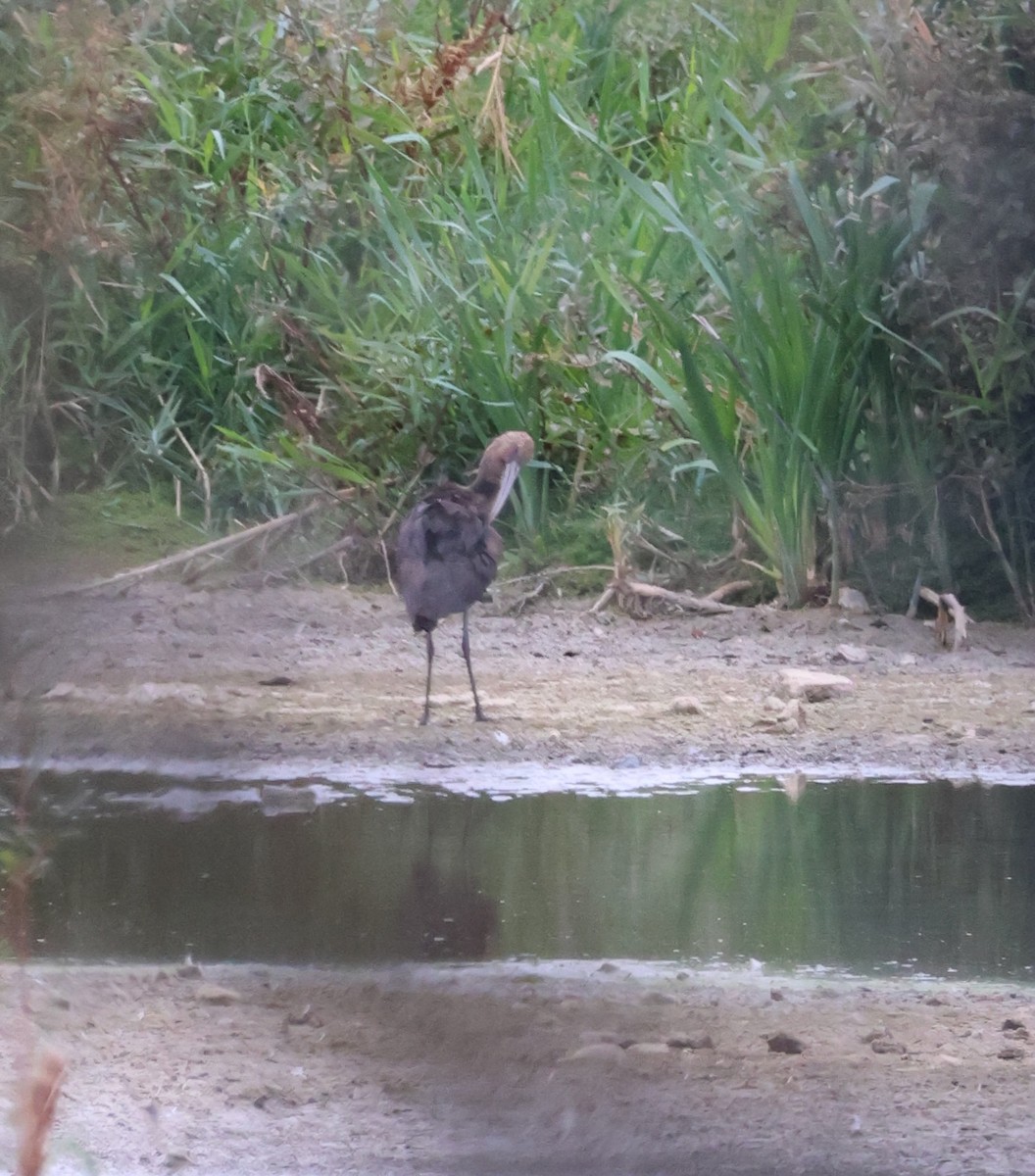 Ibis falcinelle - ML642480480