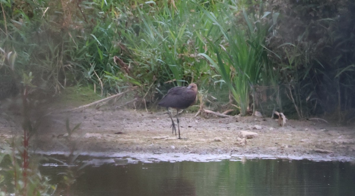 Ibis falcinelle - ML642480481