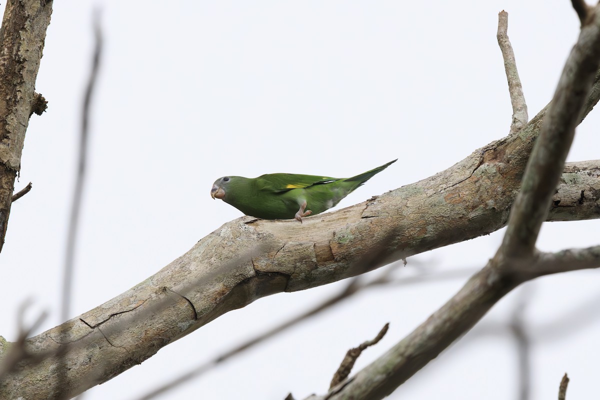 White-winged Parakeet - ML642480491