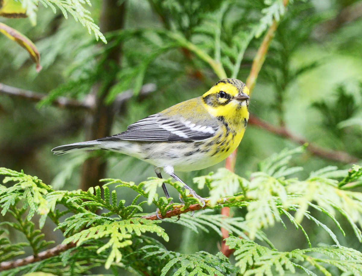 Townsend's Warbler - ML642480496