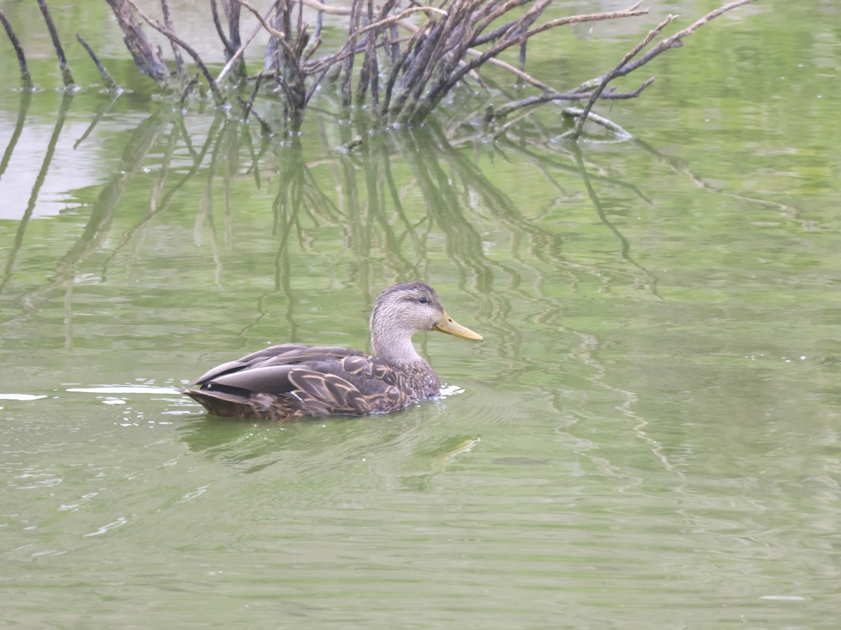 Mexican Duck - ML642480511