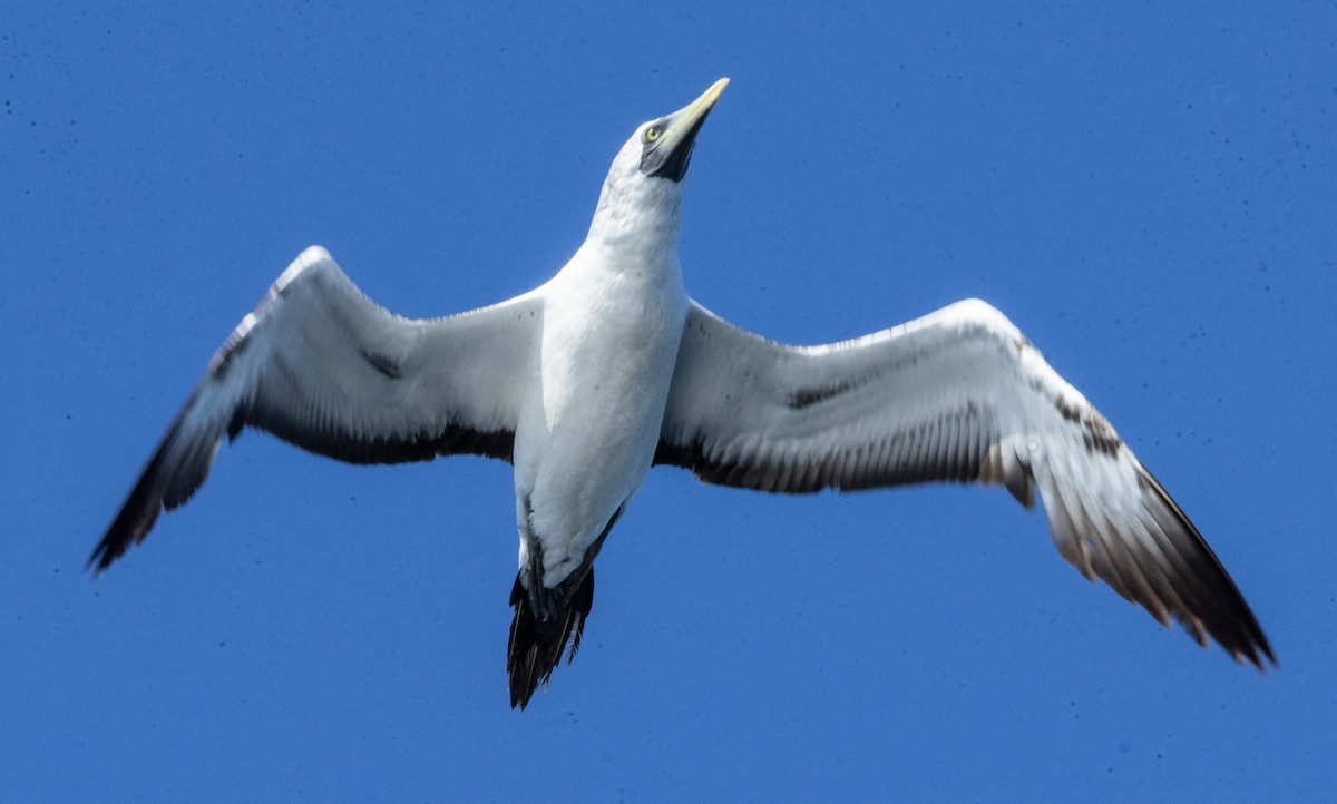 Masked Booby - ML642480578