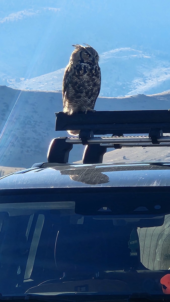 Great Horned Owl - ML642480580