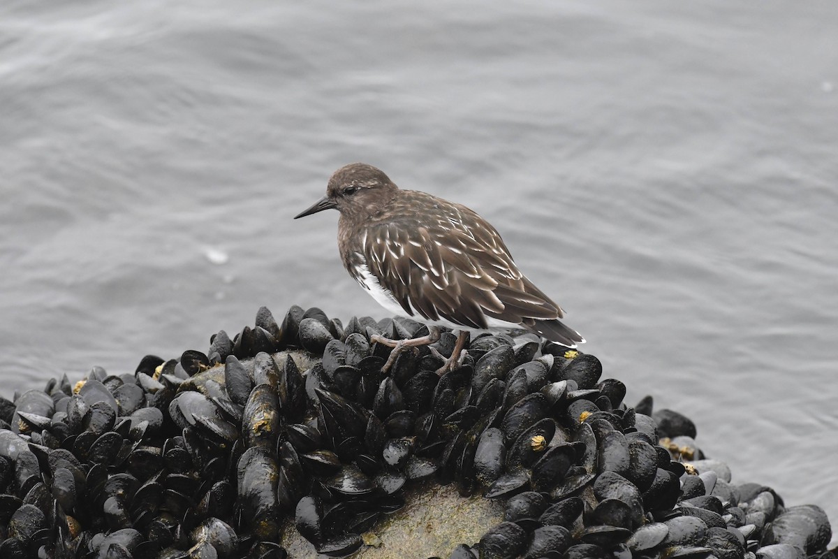 Black Turnstone - ML642480607