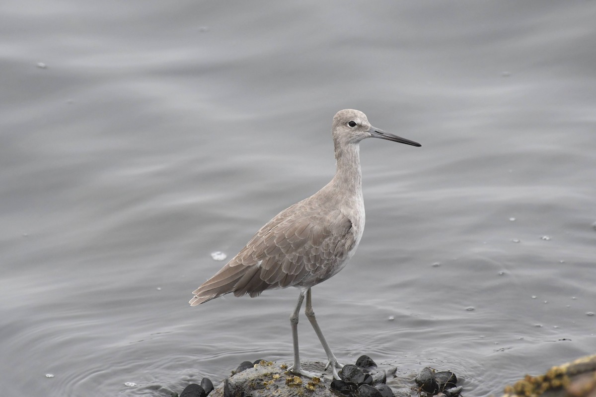 Willet - ML642480612