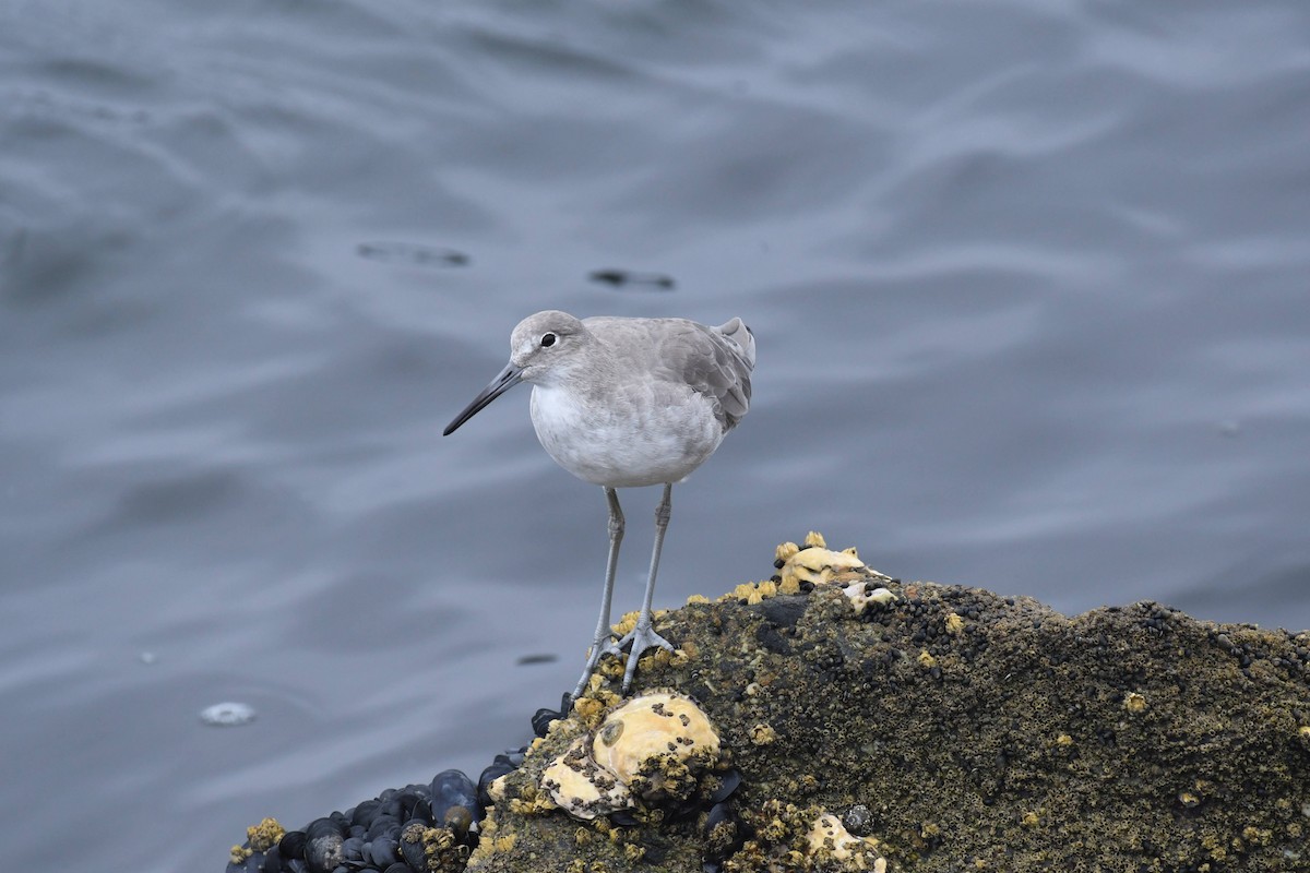 Willet - ML642480623