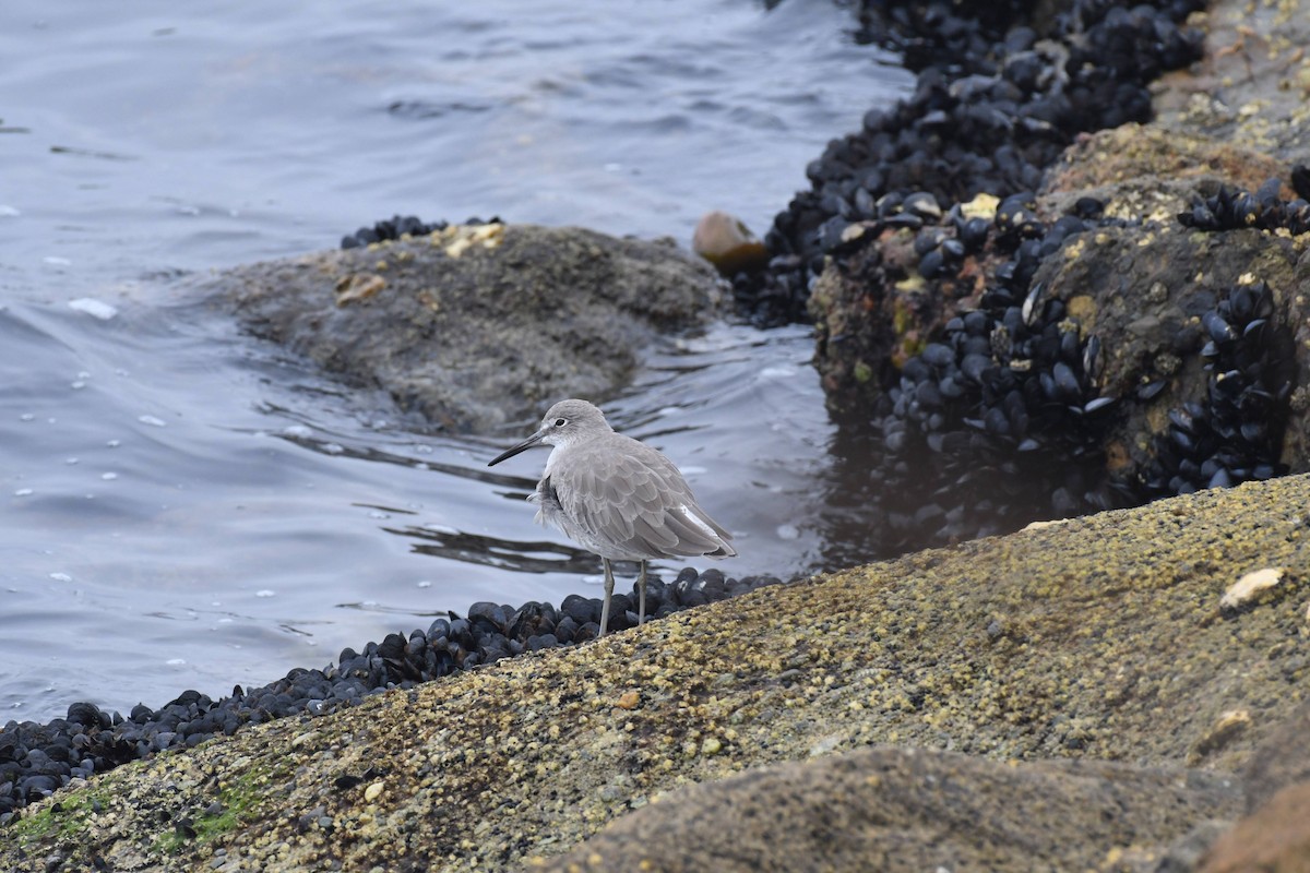 Willet - ML642480624