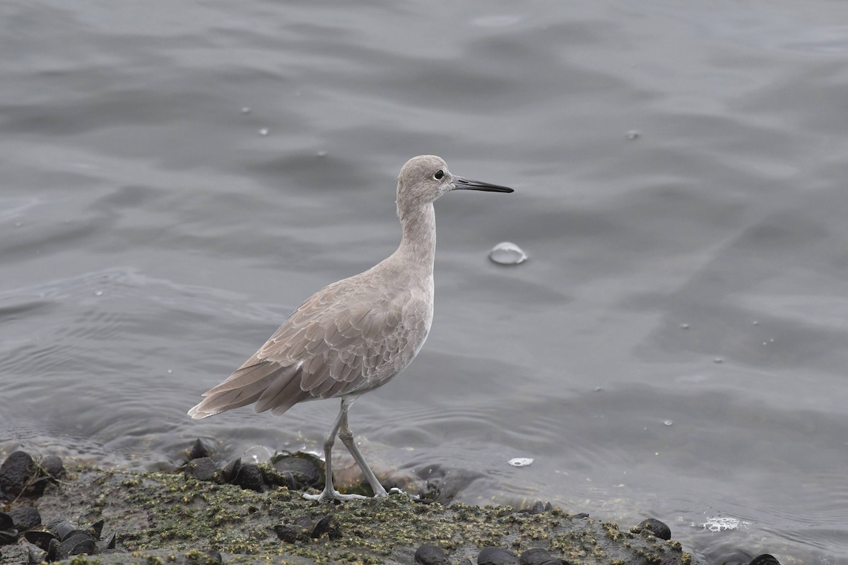 Willet - ML642480638