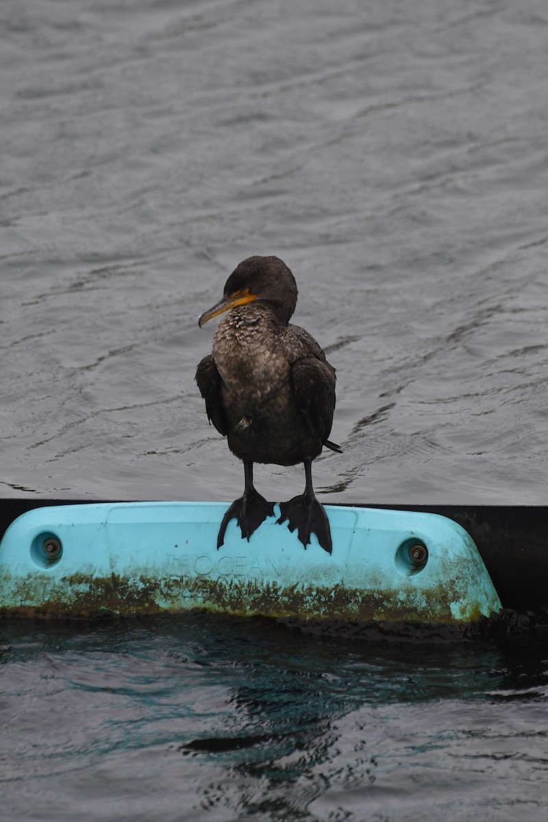 Double-crested Cormorant - ML642480641