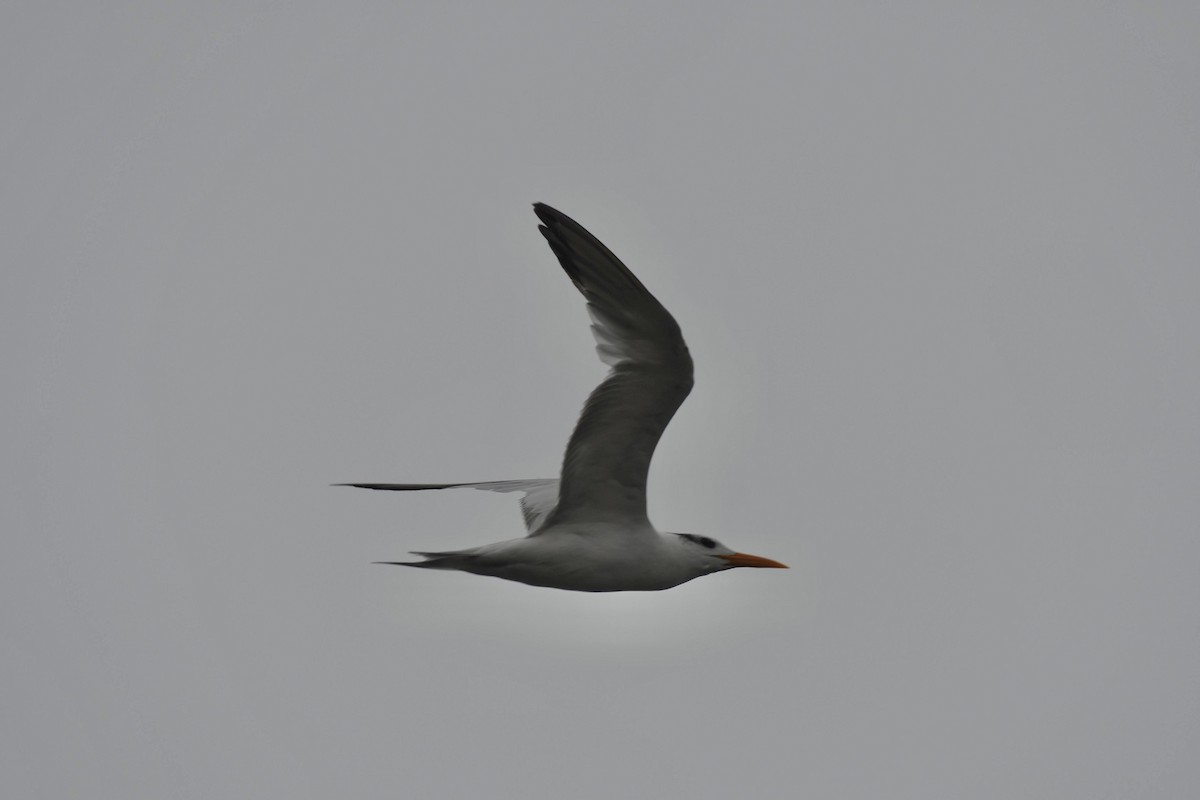 Royal Tern - ML642480644