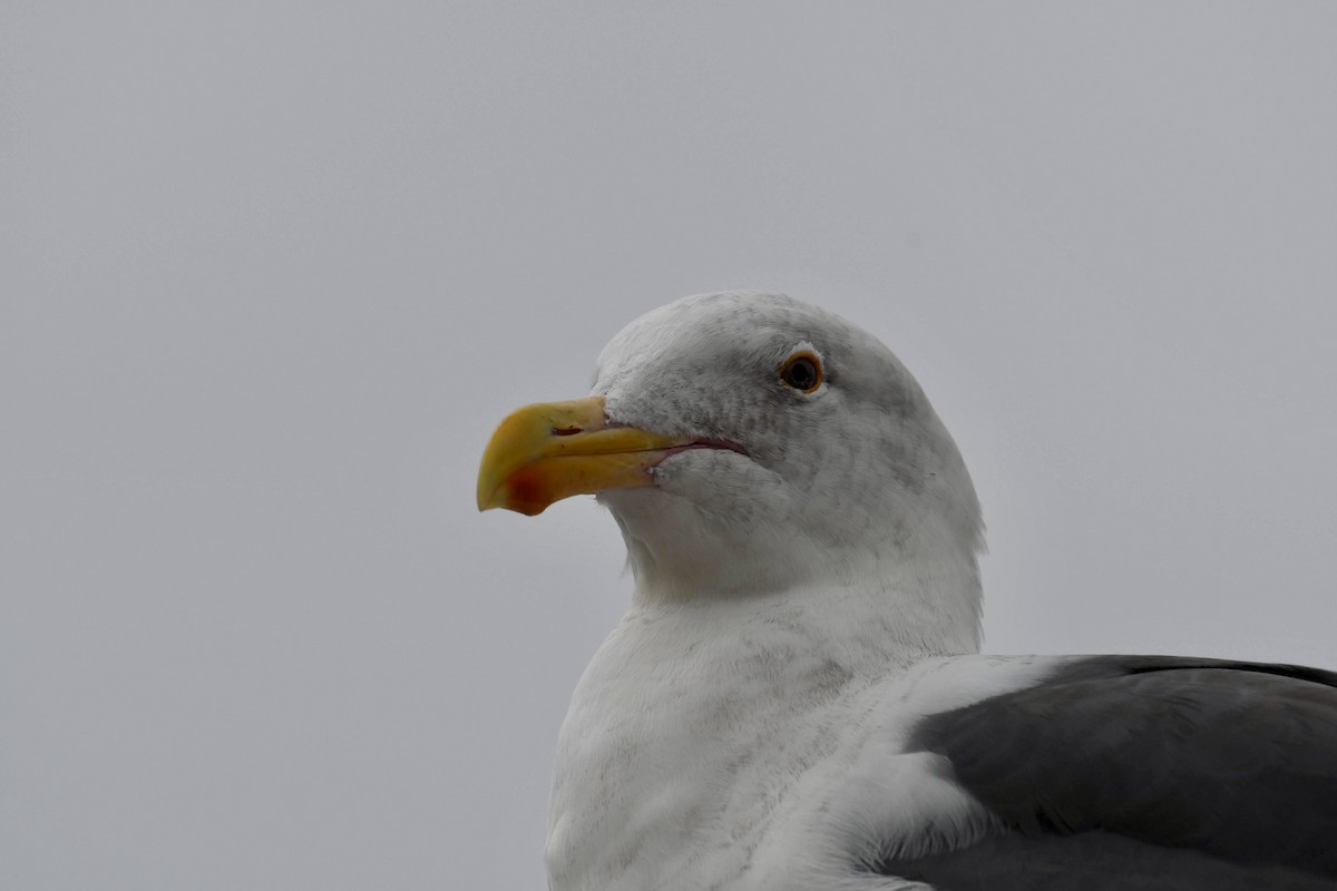 Western Gull - ML642480646