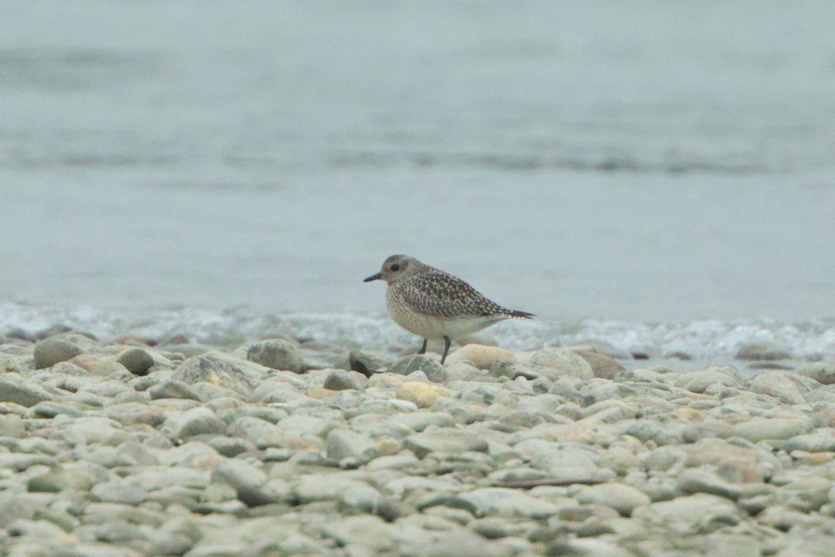 Black-bellied Plover - ML642480647