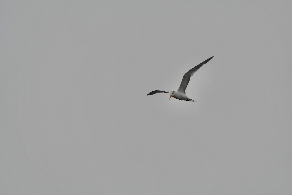 Royal Tern - ML642480652