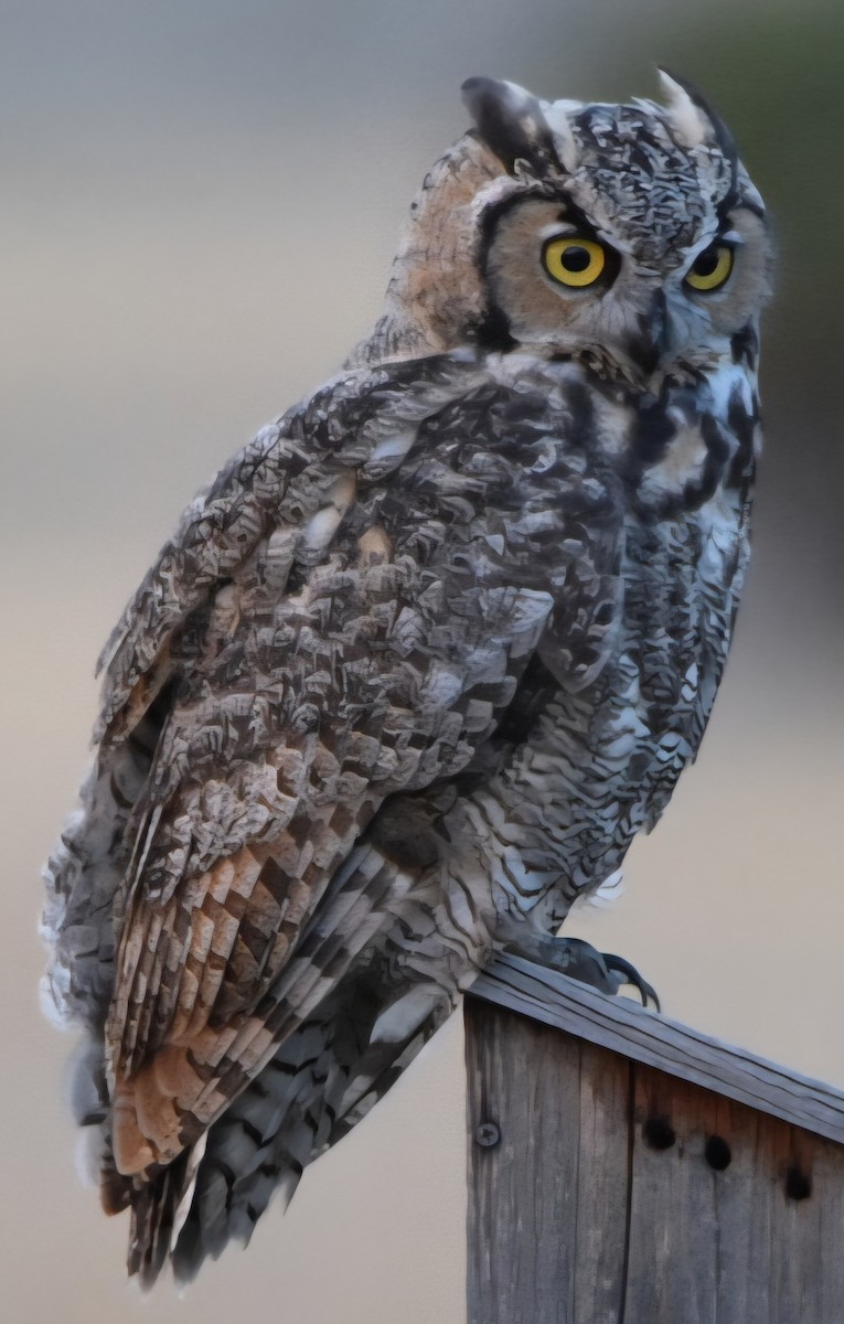 Great Horned Owl - ML642480661