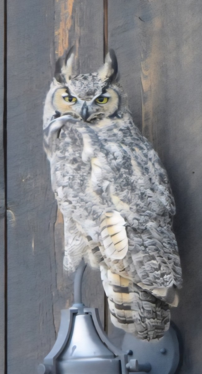 Great Horned Owl - ML642480662
