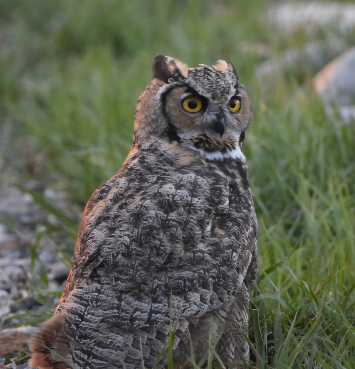 Great Horned Owl - ML642480663