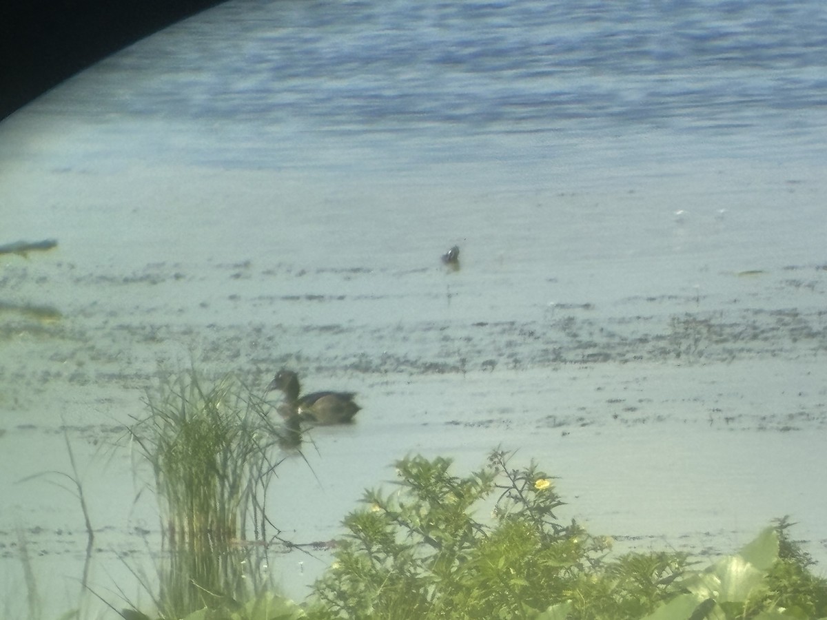 Ring-necked Duck - ML642480667